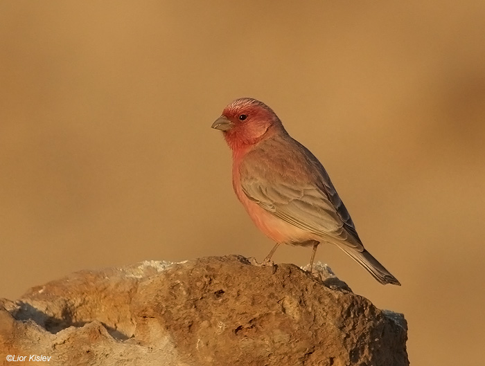   Sinai Rosefinch  Carpodacus synoicus .                 , 2009.: 